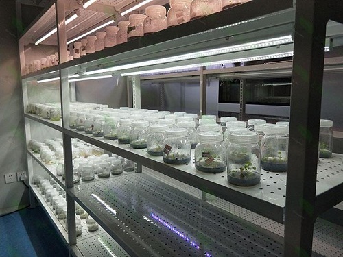 金川植物组织培养实验室设计建设方案